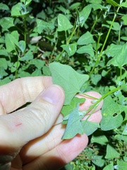 Chenopodium trigonon stellulatum