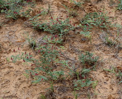 Indigofera daleoides image