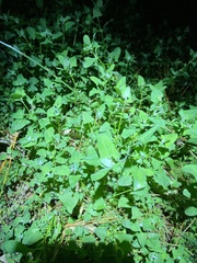 Chenopodium trigonon stellulatum