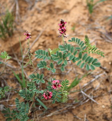 Indigofera daleoides image