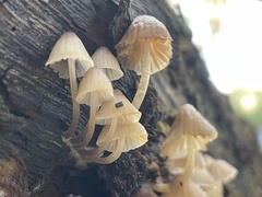 Mycena subgalericulata