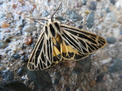 Apantesis virguncula