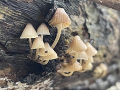 Mycena subgalericulata