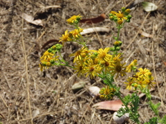 Senecio gallicus
