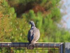 Columba palumbus