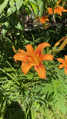 Hemerocallis fulva