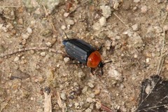 Necrophila brunnicollis