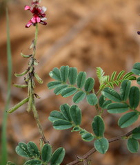 Indigofera daleoides image