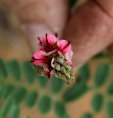 Indigofera daleoides image