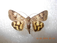 Drasteria adumbrata