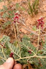 Indigofera daleoides image