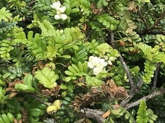 Osteomeles anthyllidifolia