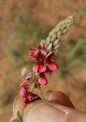 Indigofera daleoides image