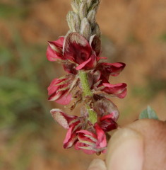 Indigofera daleoides image