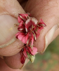 Indigofera daleoides image