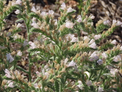 Echium gaditanum