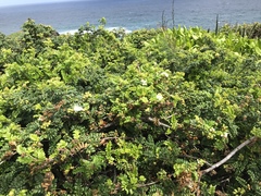 Osteomeles anthyllidifolia