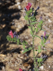 Echium gaditanum