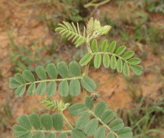 Indigofera daleoides image