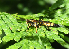 Ichneumon annulatorius