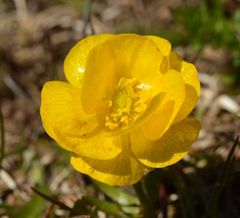 Ranunculus carinthiacus