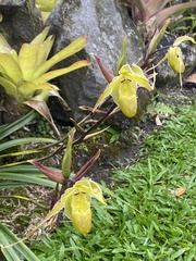 Phragmipedium
