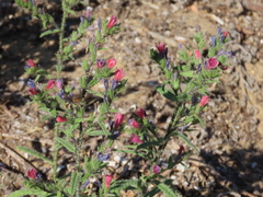 Echium gaditanum