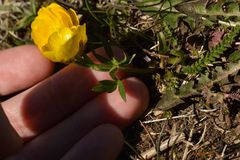 Ranunculus carinthiacus