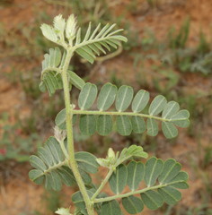 Indigofera daleoides image