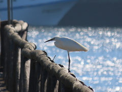 Egretta garzetta
