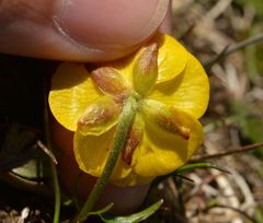 Ranunculus carinthiacus