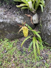 Phragmipedium