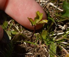 Ranunculus carinthiacus