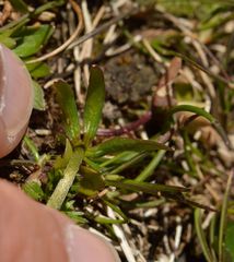 Ranunculus carinthiacus