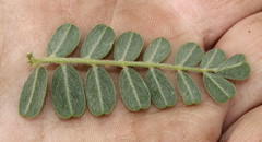 Indigofera daleoides image