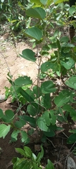 Piliostigma thonningii
