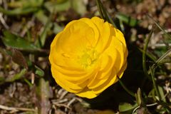 Ranunculus carinthiacus