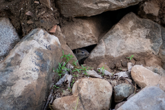 Sciurotamias davidianus