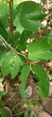 Piliostigma thonningii
