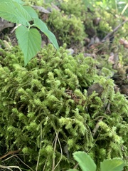 Hylocomiadelphus triquetrus