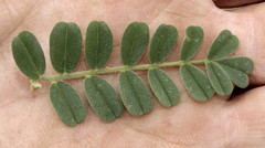 Indigofera daleoides image