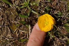 Ranunculus carinthiacus