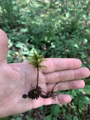 Climacium dendroides