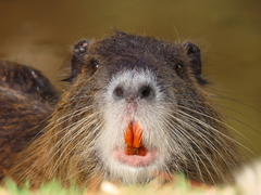 Myocastor coypus