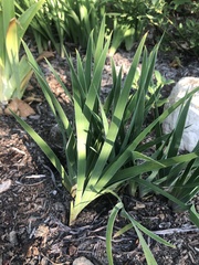 Iris verna