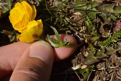 Ranunculus carinthiacus