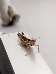 Abracris flavolineata