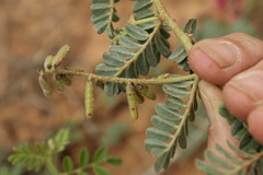 Indigofera daleoides image