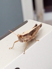 Abracris flavolineata