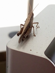 Abracris flavolineata